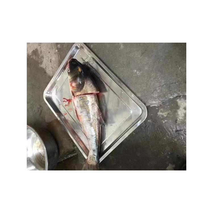 湛江去魚皮機工廠