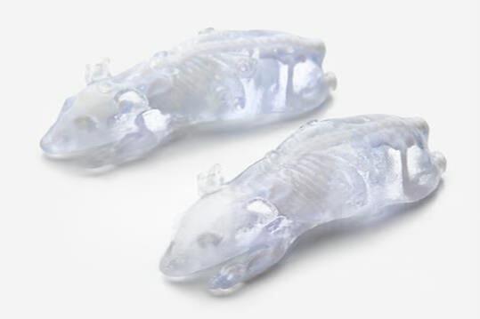Phantech Bio-Mouse多功能小鼠模體