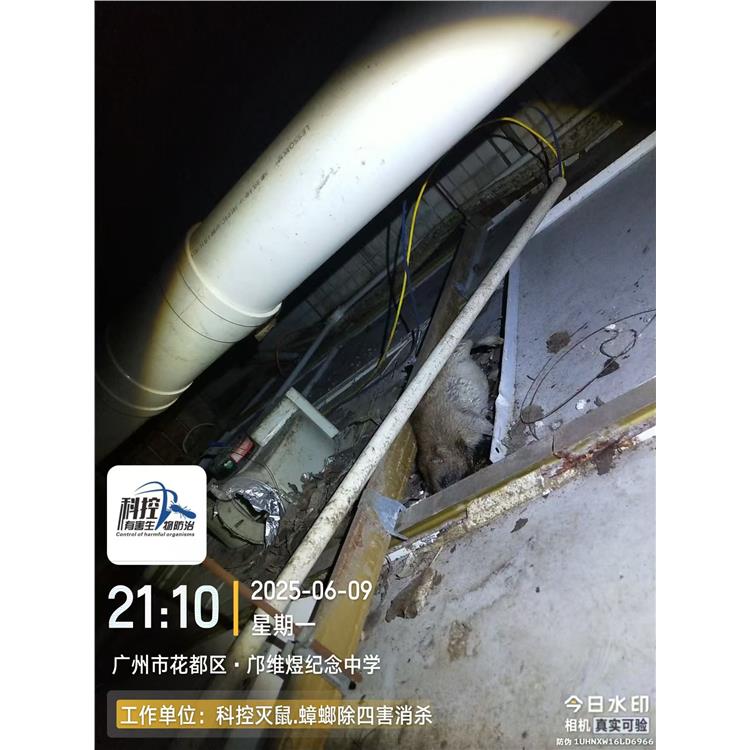 大塘鎮酒店白蟻工程 經驗豐富