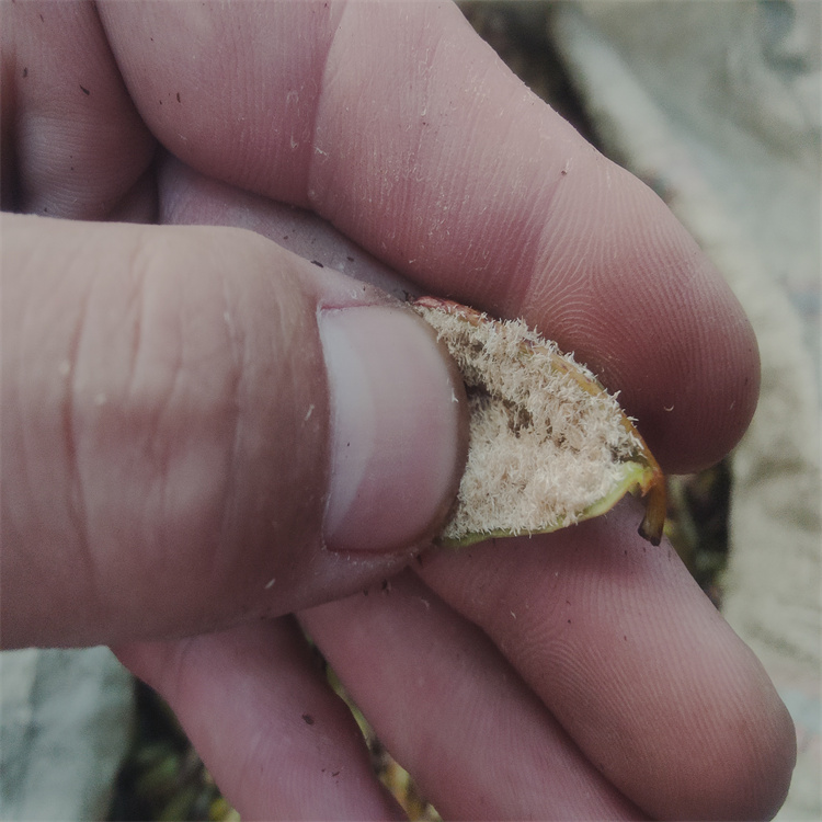 宜昌白芨果莢批發價