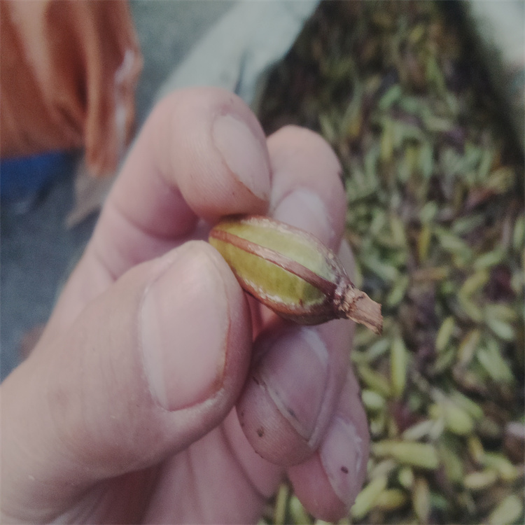 林芝白芨果莢供貨商