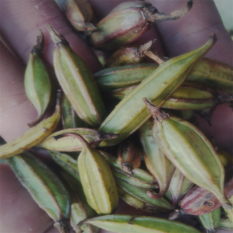 烏海白芨果莢