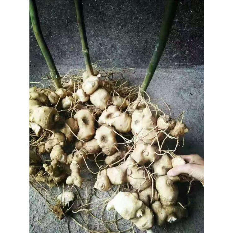 襄陽黃精苗批發