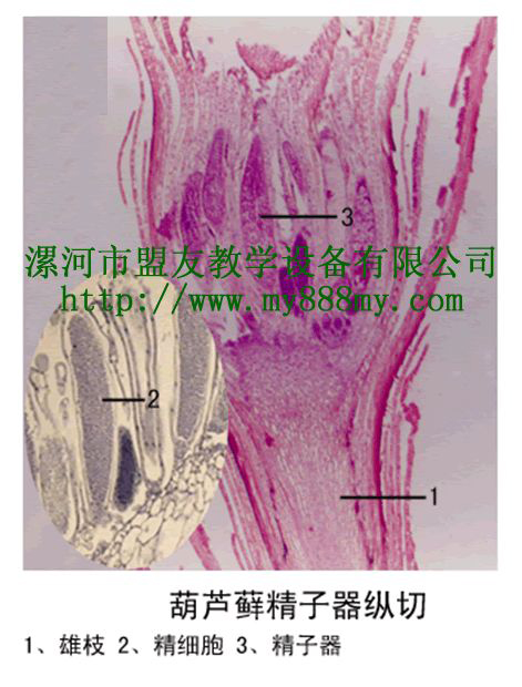 供应微生物玻片标本-图为葫芦藓精子器纵切