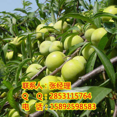 供应沙坪坝李子苗，沙坪坝李子苗种植技术，沙坪坝李子苗产