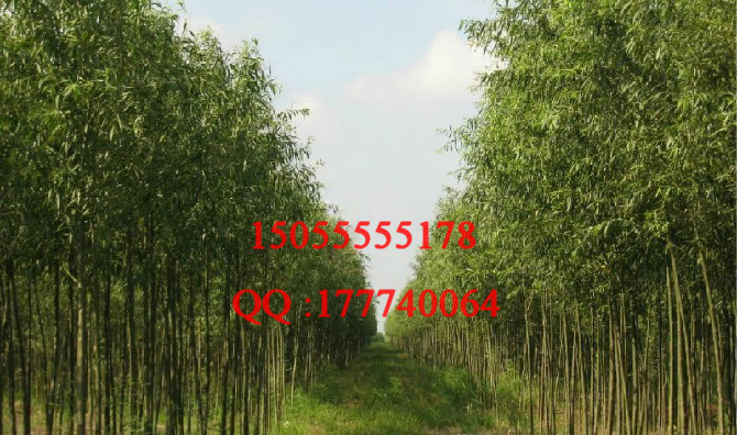 供应竹柳绿化竹柳工程苗竹柳造纸
