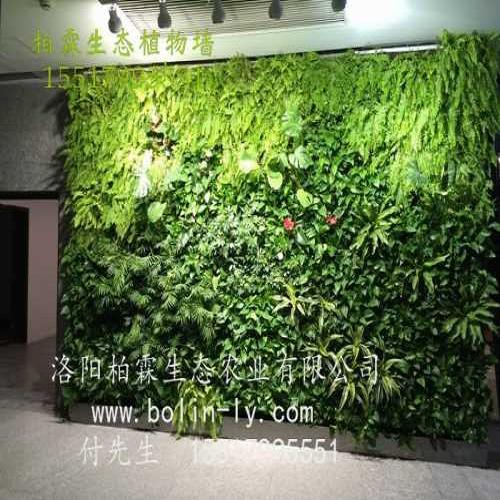 室内植物墙图片/客厅垂直绿化公司/洛阳柏霖生态农业有限公司