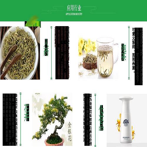 封丘金银花苗种植基地