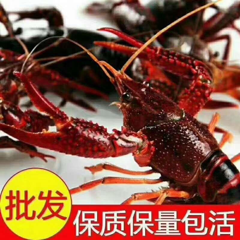 浙江小龙虾批发 金智祥万亩清水小龙虾