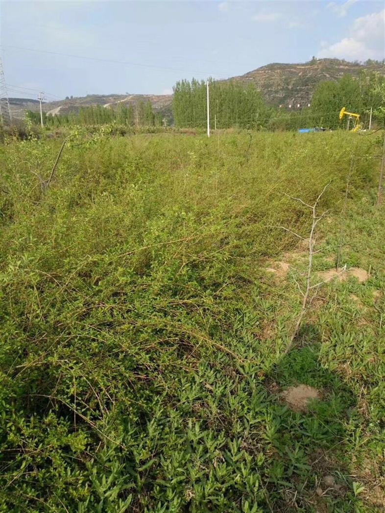 陕西高产连翘苗报价 质量优良