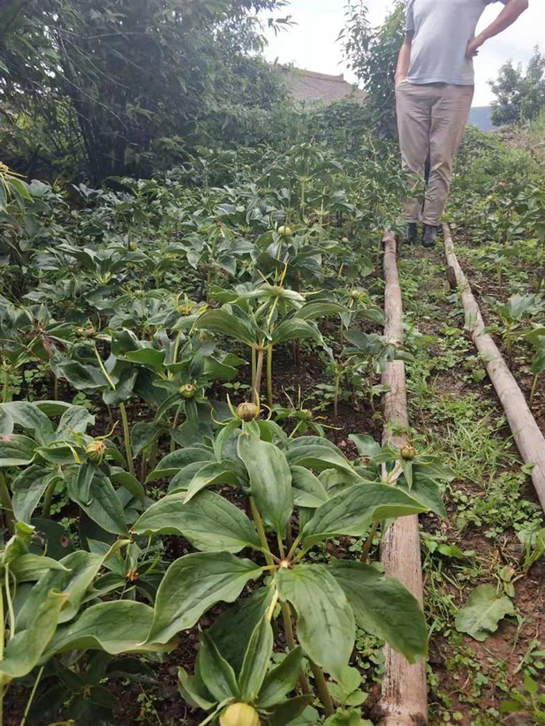 江西重楼种苗价格 七叶一枝花