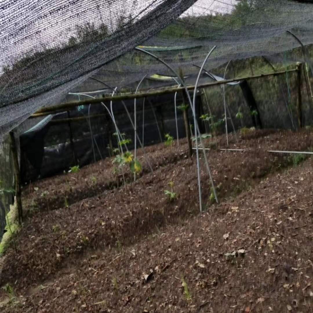 云南虫楼价格