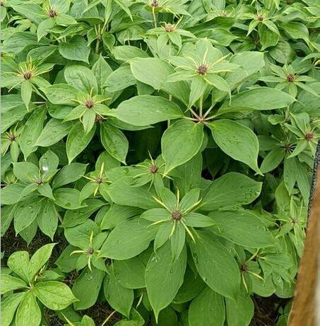 贵州七叶一枝花种植基地