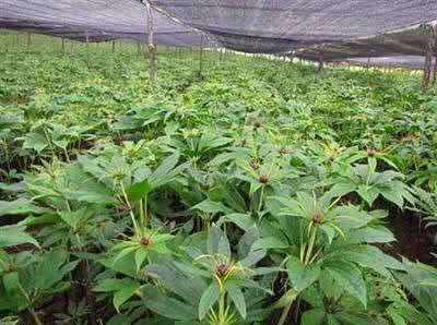 云南虫楼价格
