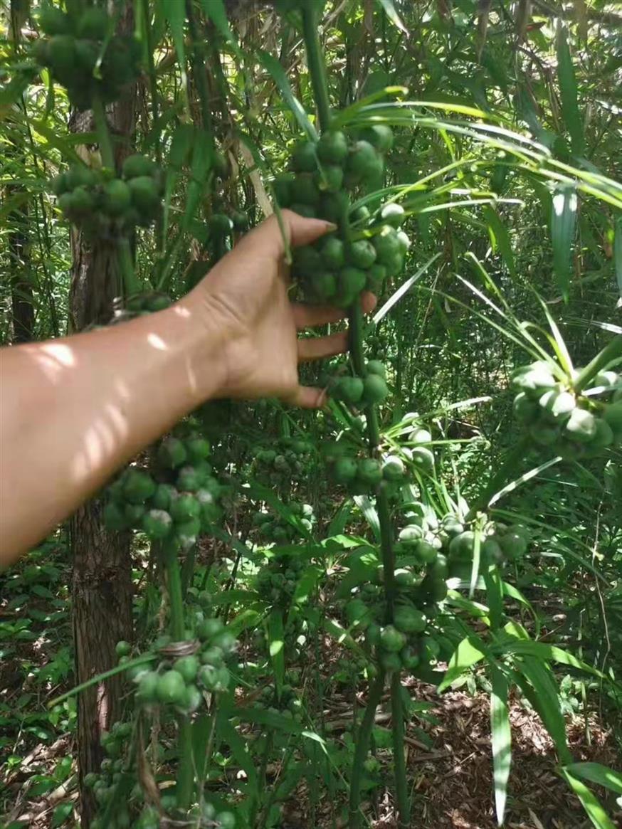 玉溪滇黄精种植