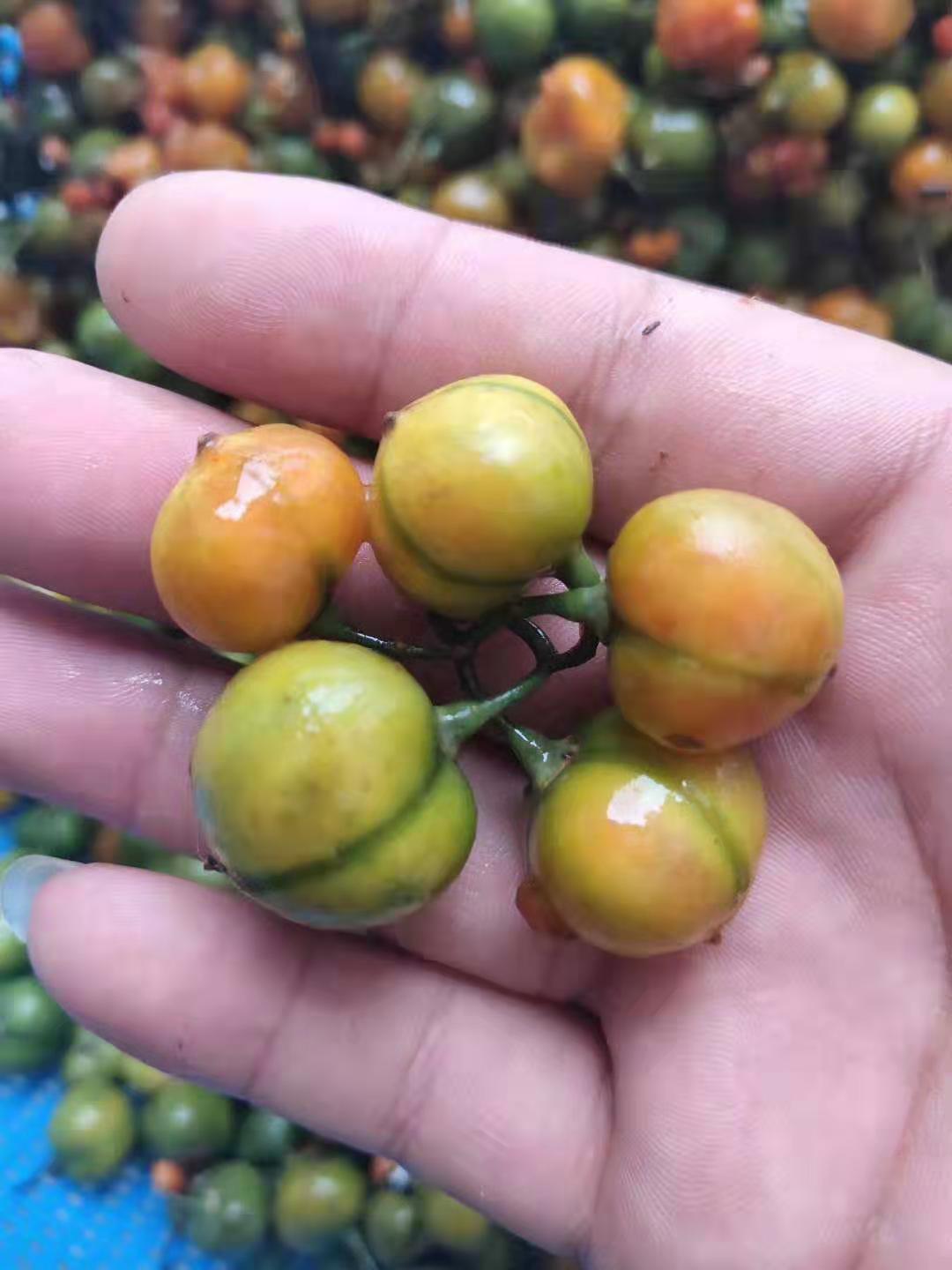玉溪滇黄精种植