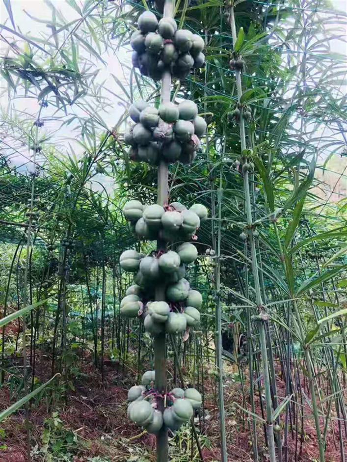 玉溪滇黄精种植