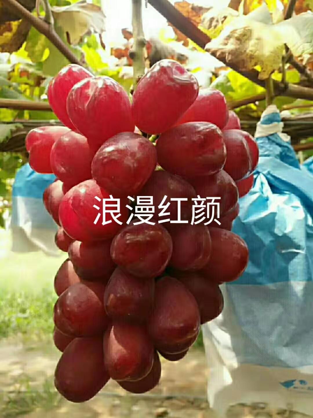 葡萄苗批发 蜜光葡萄苗