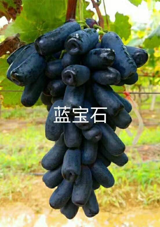 精品葡萄苗批发