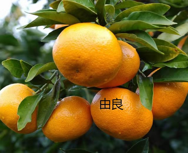 优质柑橘苗种植基地