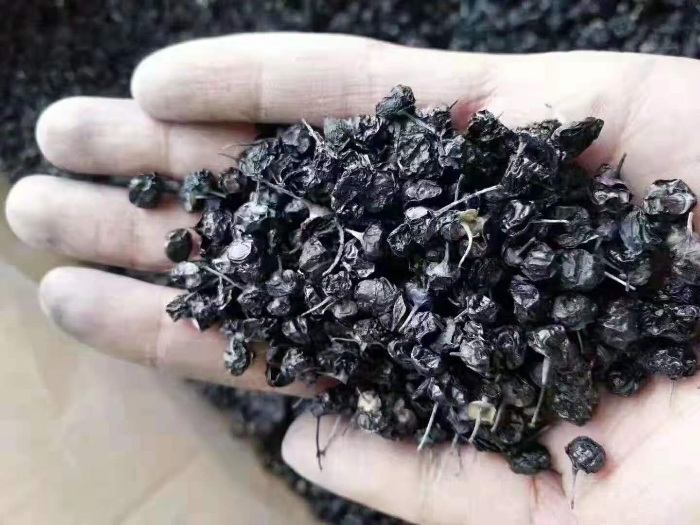 黑枸杞大果批发