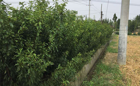 凉山青脆李苗生产