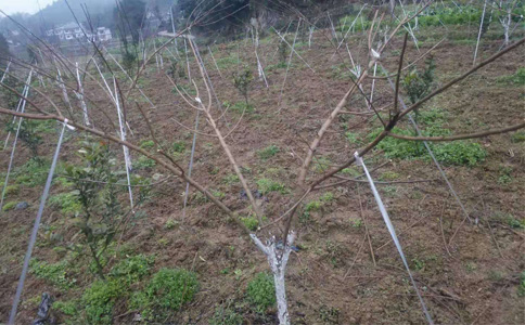 广西青脆李苗批发_青脆李树苗基地报价 免费提供指导