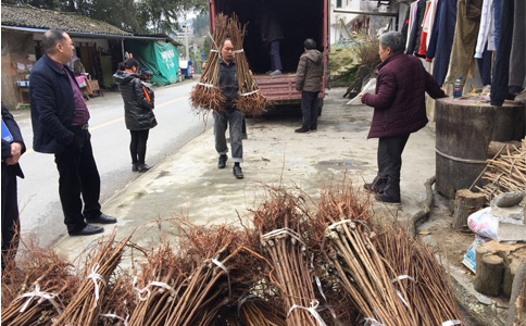 广西青脆李苗批发_青脆李树苗基地报价