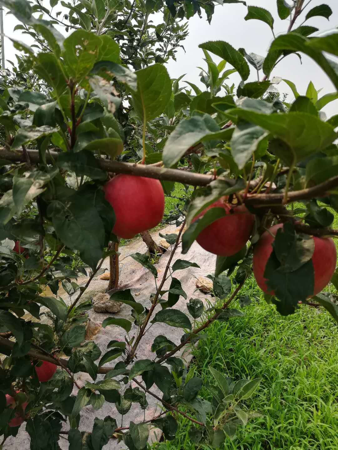 鸡西苹果树苗批发