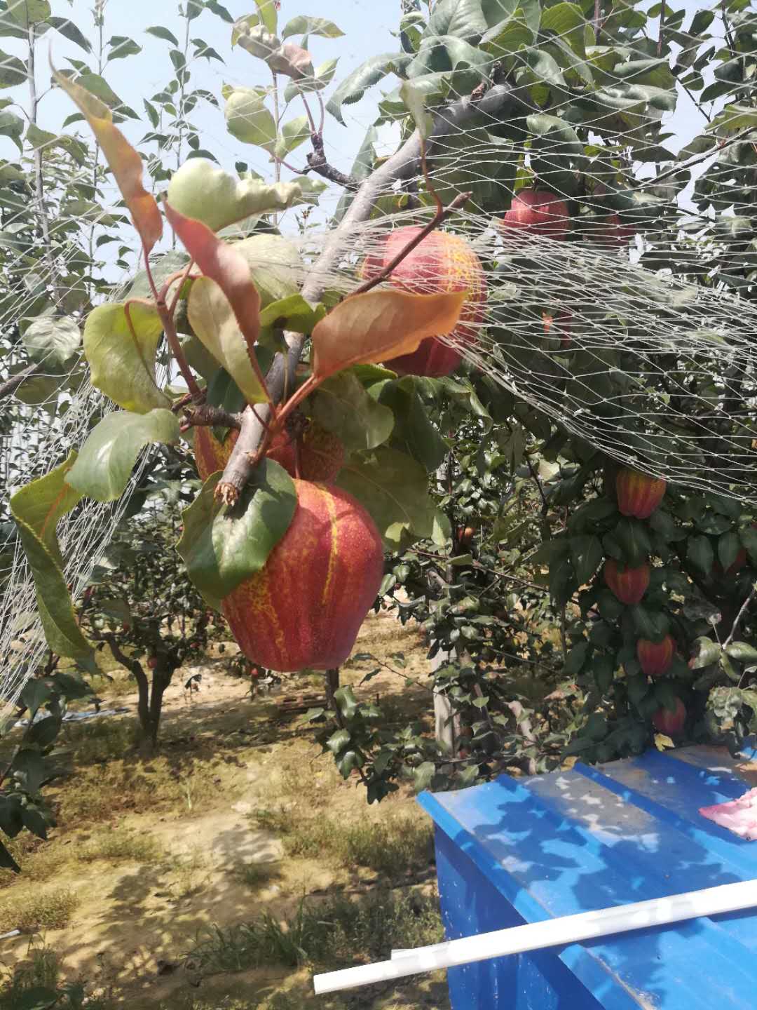 大连金果梨树苗