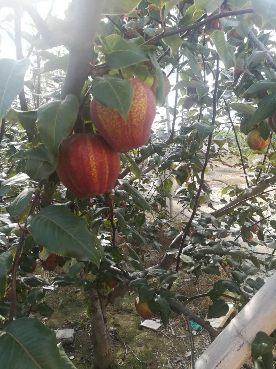 开封黄花梨树苗