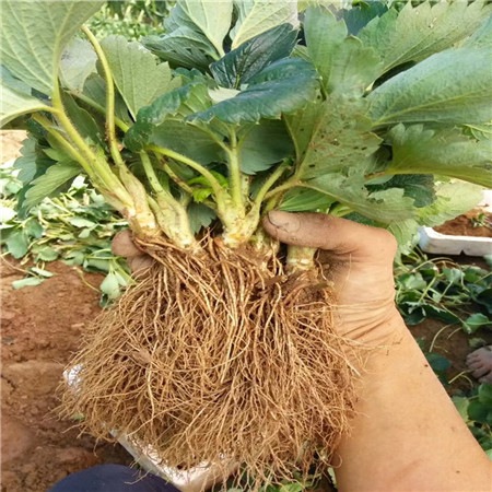 四季红花草莓树苗报价