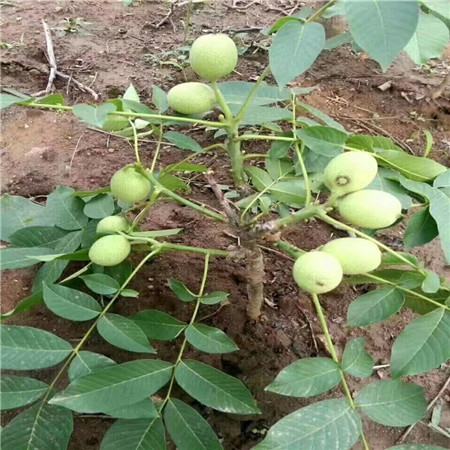 文玩核桃树苗生产基地