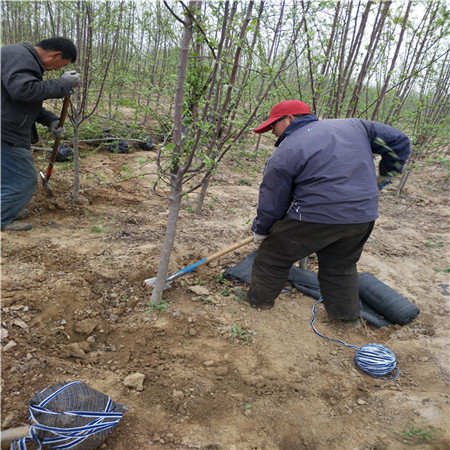 烟富8号苹果苗价格