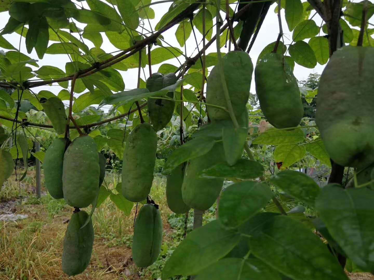 黄石八月瓜苗批发