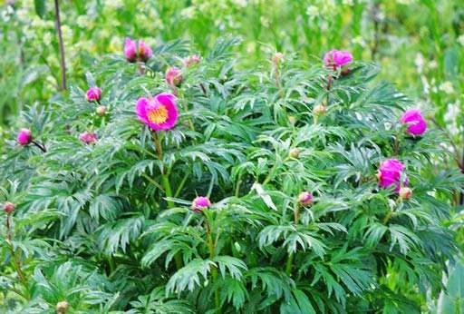 成都赤芍苗