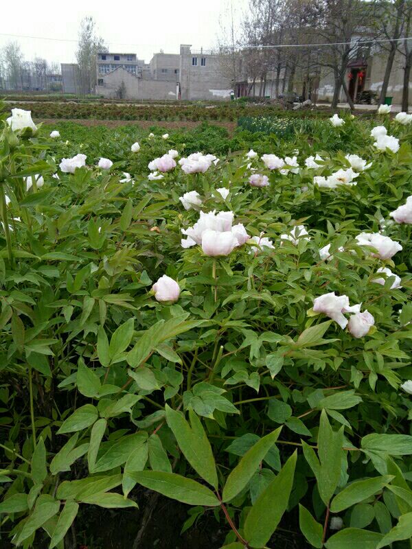 成都赤芍苗