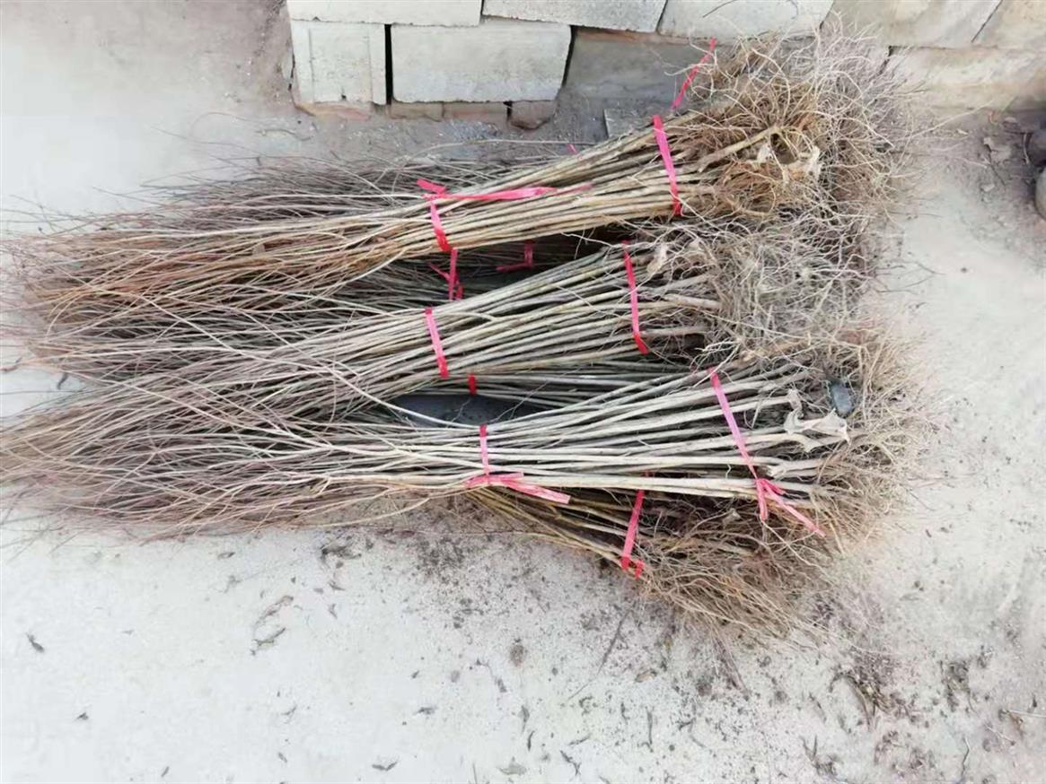 海南黑籽石榴苗电话