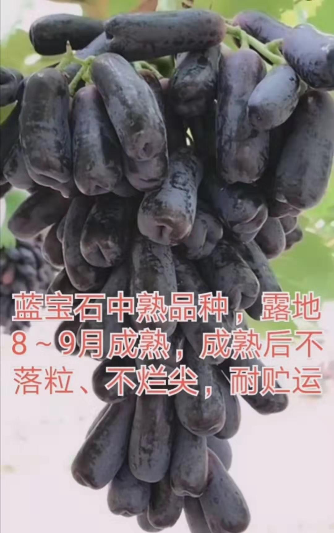 滁州夏黑葡萄苗公司