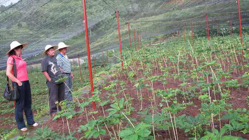 攀枝花重楼种子价格