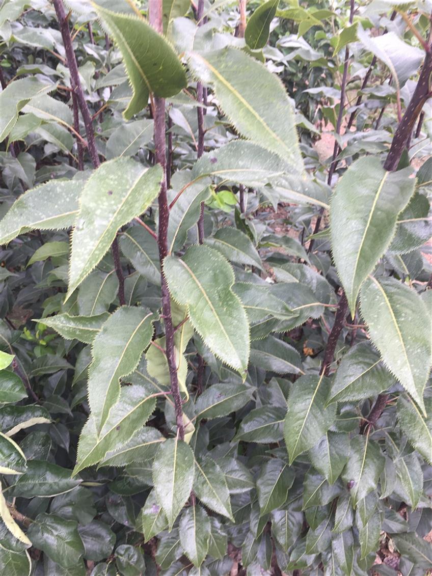 高产晚秋黄梨电话 梨树苗
