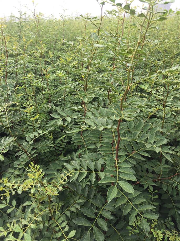 薄利多销大红袍花椒苗什么时间种植好