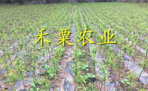 达州青脆李苗批发采购