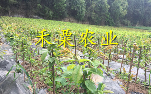 达州青脆李苗批发采购