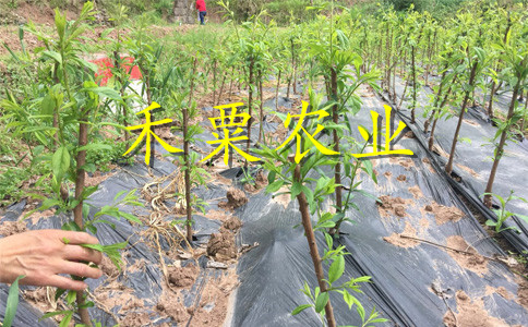 湖南青脆李苗肥水管理