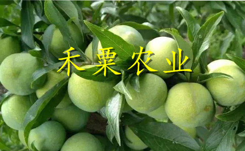 四川脆红李苗3公分价格