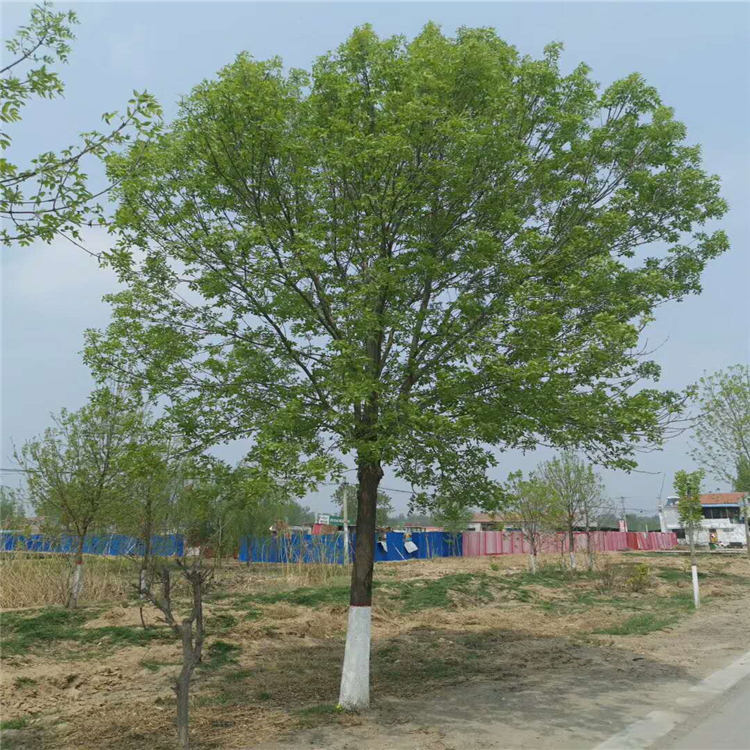 老式白蜡8公分白蜡价格