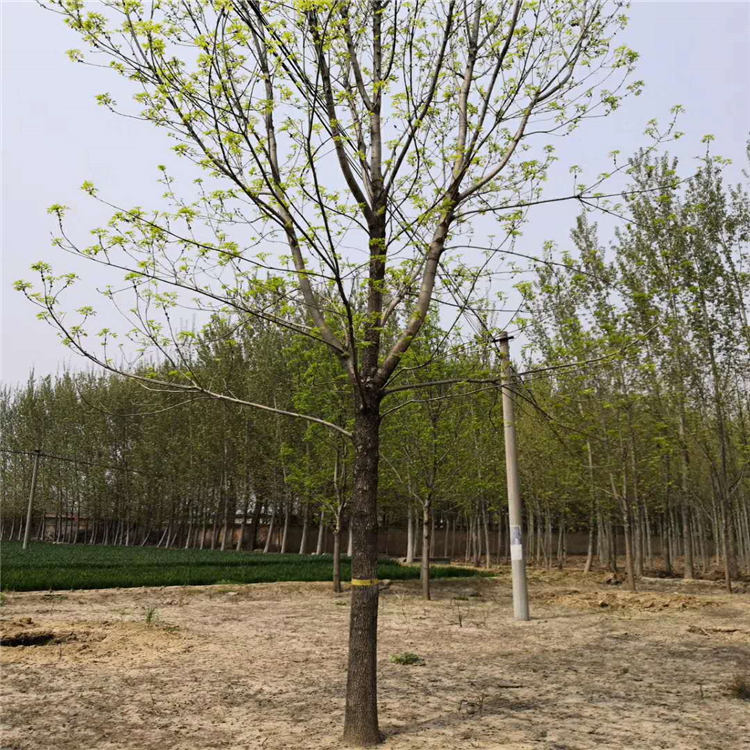 山东26公分白蜡
