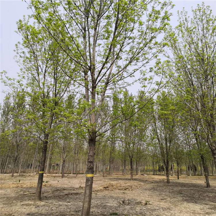 山东26公分白蜡