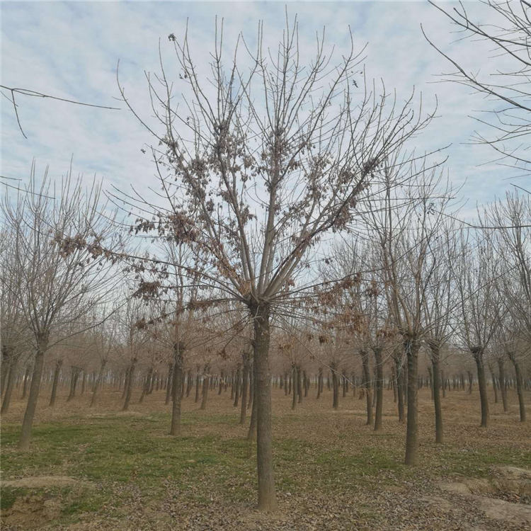19公分速生白蜡各种质量供应